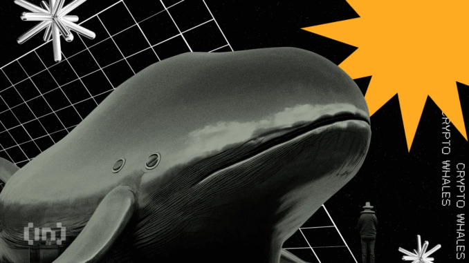 3 Hidden Whale Trends You Missed After the October Crash 3 Hidden Whale Trends You Missed After the October Crash